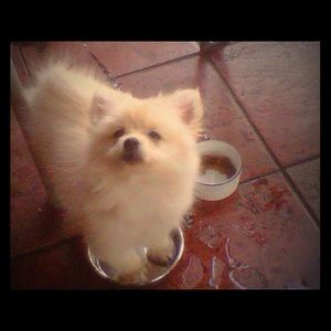 Meet your Posher, Peter